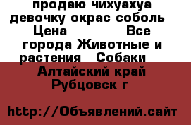 продаю чихуахуа девочку,окрас соболь › Цена ­ 25 000 - Все города Животные и растения » Собаки   . Алтайский край,Рубцовск г.